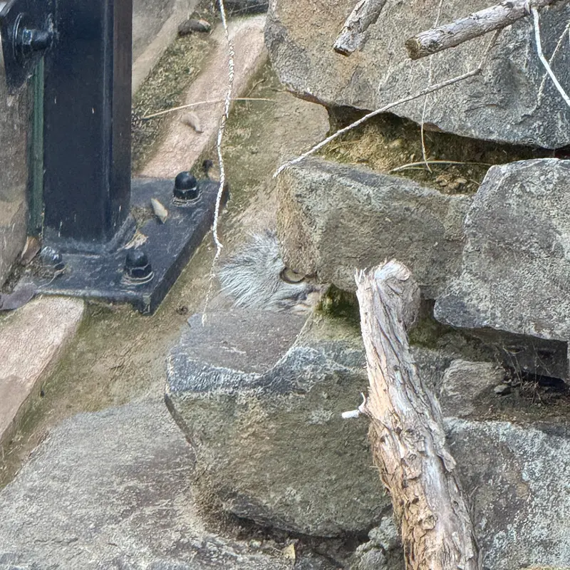 A photograph of Prinsessa in Prague Zoo