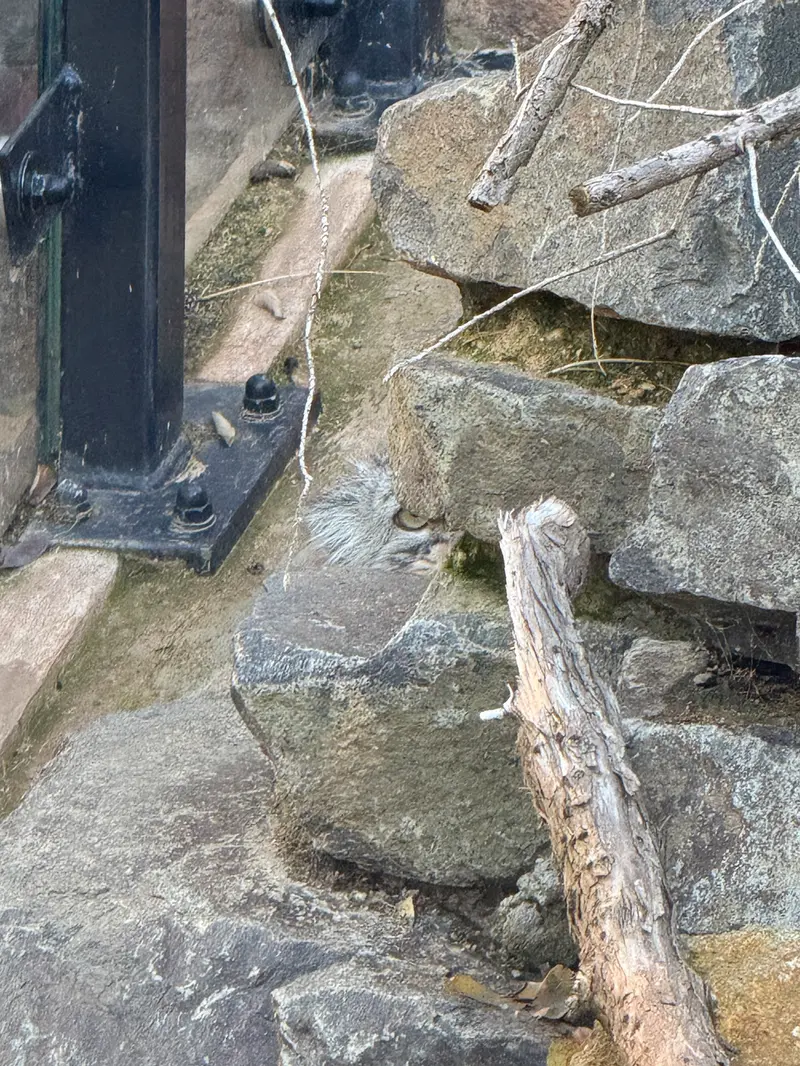 A photograph of Prinsessa in Prague Zoo