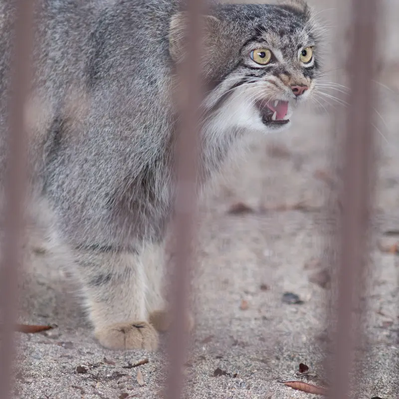 A photograph of Figa in Nogeyama Zoo