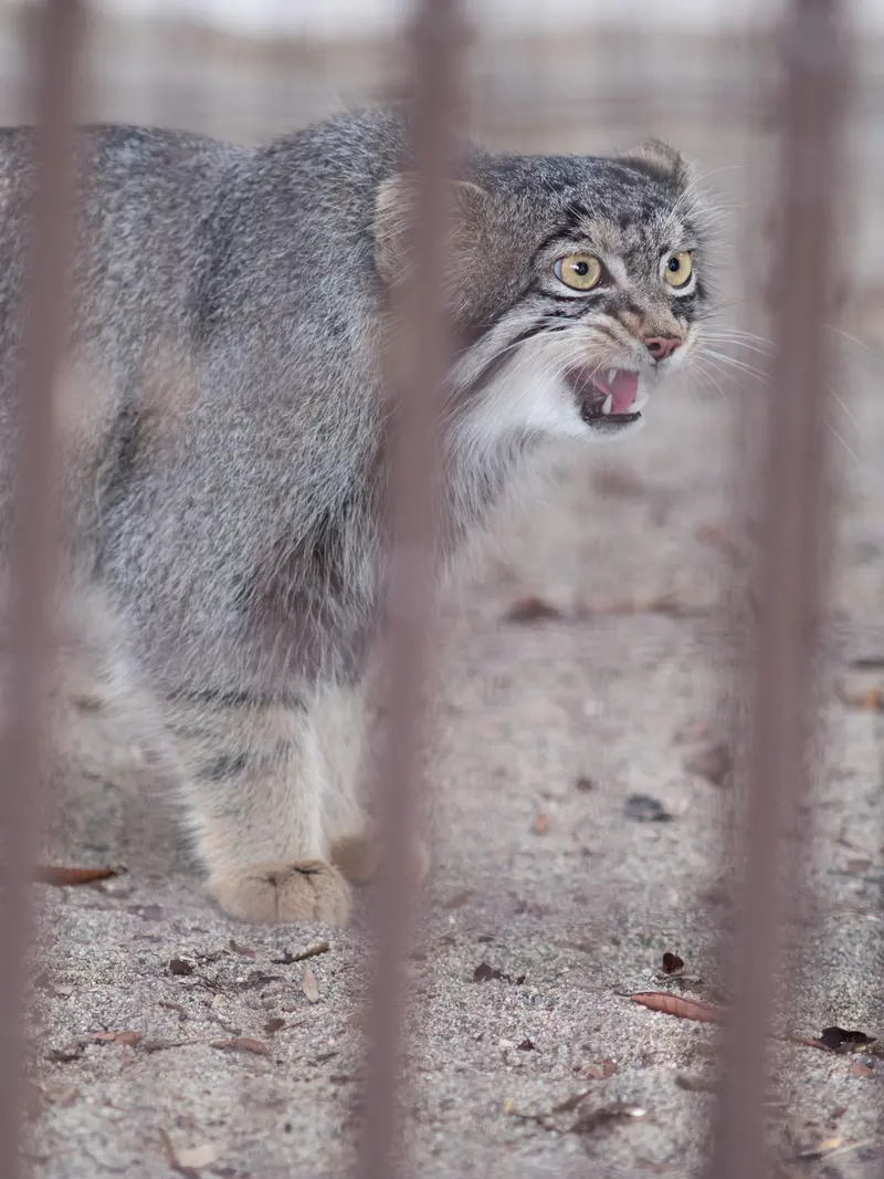 A photograph of Figa in Nogeyama Zoo