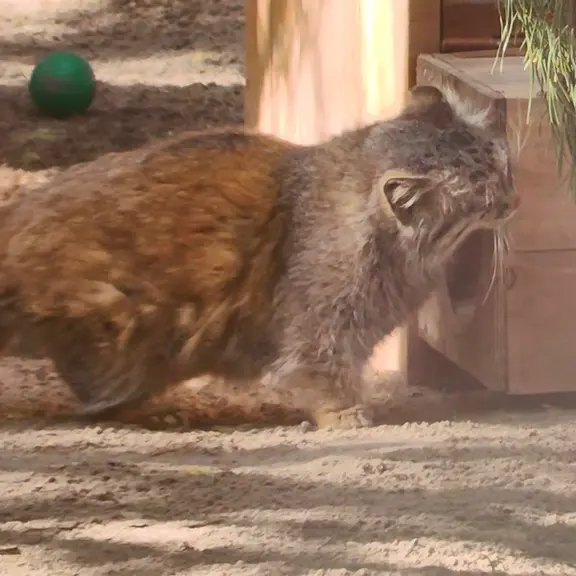 A photograph of a Pallas's cat in Novosibirsk Zoo