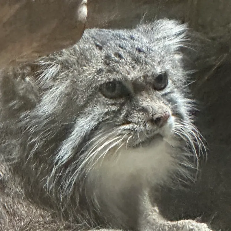 A photograph of a Pallas's cat