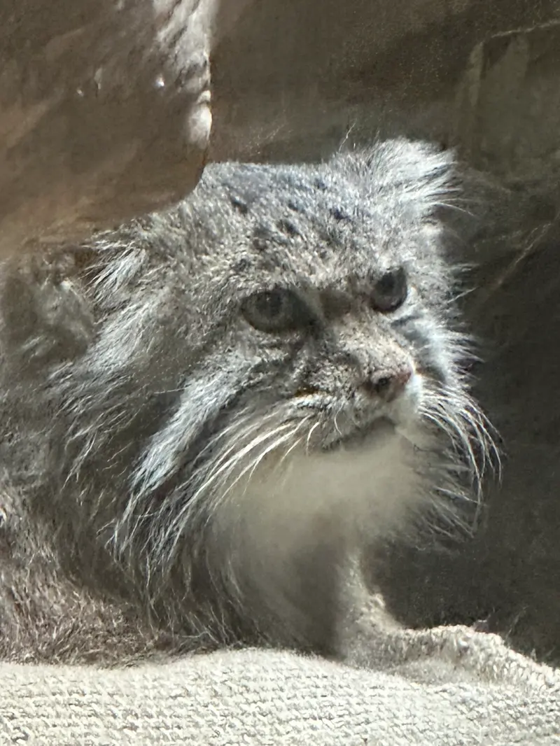 A photograph of a Pallas's cat