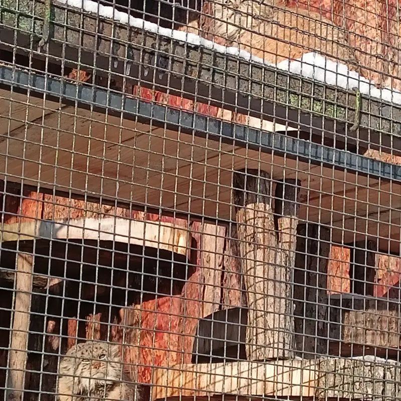 A photograph of Namika and Sven in Leningrad zoo