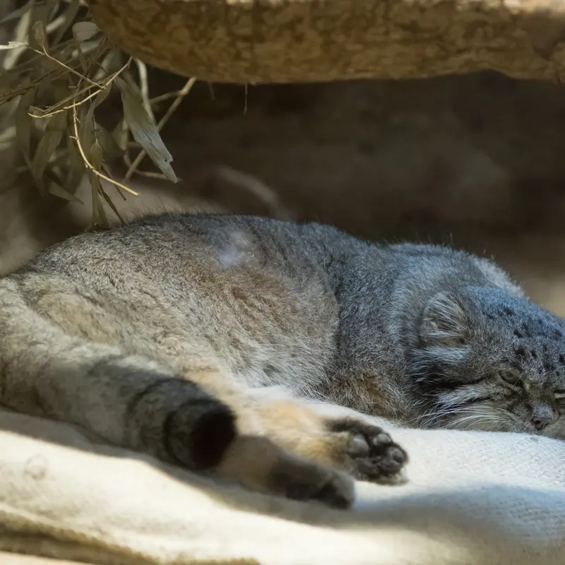 A photograph of Klyon in Ueno Zoological Gardens
