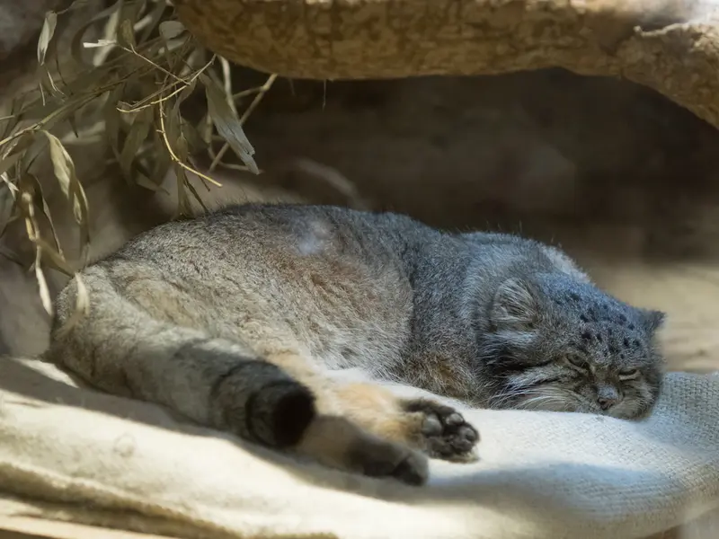 A photograph of Klyon in Ueno Zoological Gardens