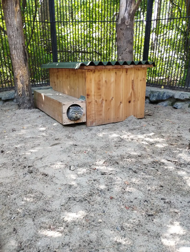 A photograph of a Pallas's cat in Novosibirsk Zoo