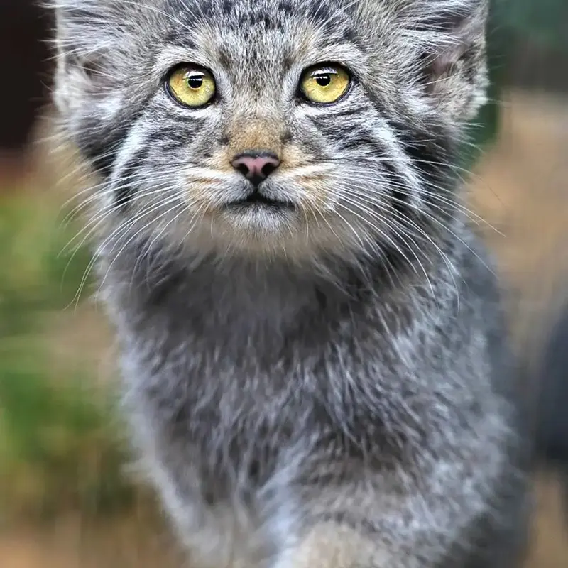 Aksa the Pallas's cat from Leningrad zoo
