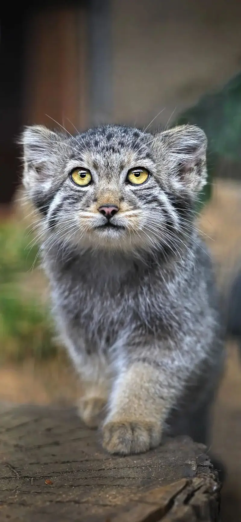 A photograph of Aksa in Leningrad zoo