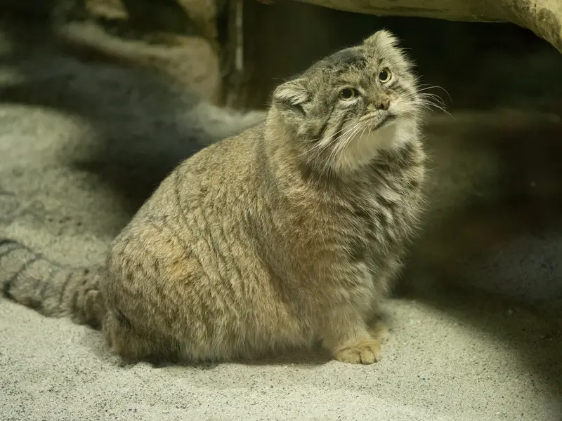 A photograph of Primula in Ueno Zoological Gardens