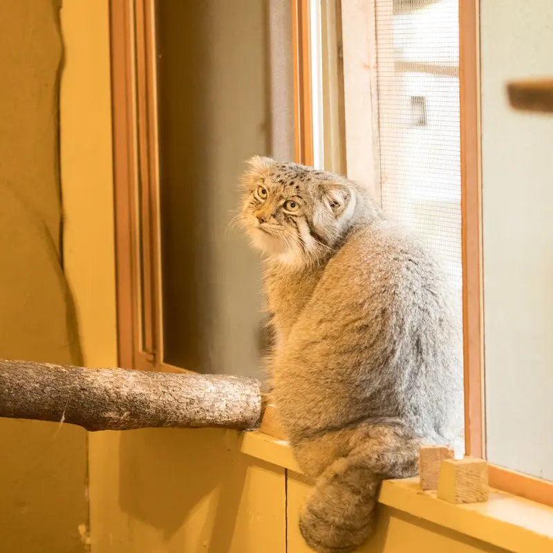 A photograph of Lotos in Saitama Children's Zoo