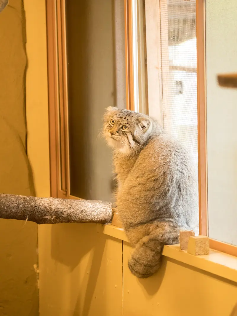 A photograph of Lotos in Saitama Children's Zoo