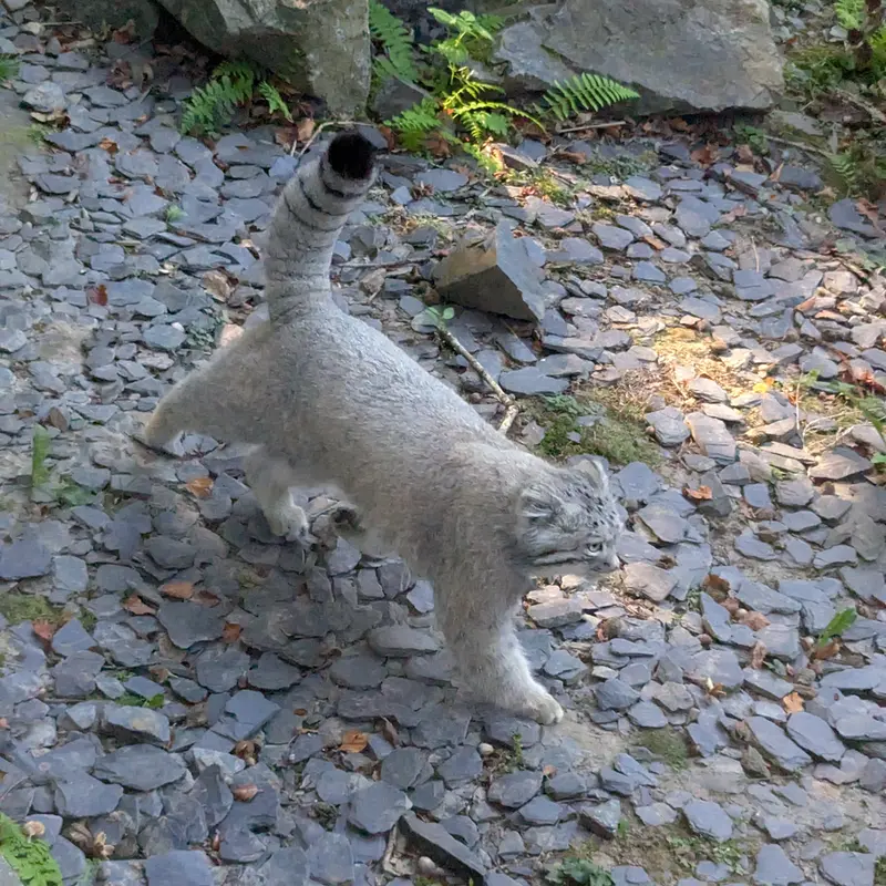 A photograph of Altai in Tregomeur Zoo