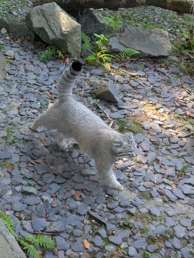 A photograph of Altai in Tregomeur Zoo