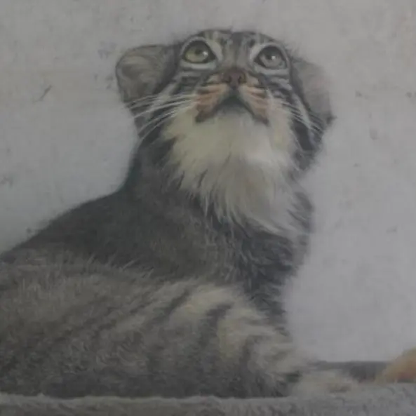 A photograph of Sun Daniang in Qinghai-Tibet Plateau Wildlife Zoo