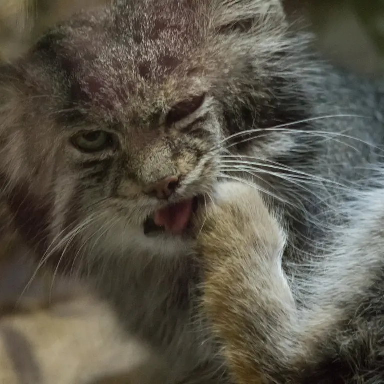 A photograph of Klyon in Ueno Zoological Gardens