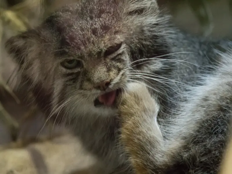 A photograph of Klyon in Ueno Zoological Gardens