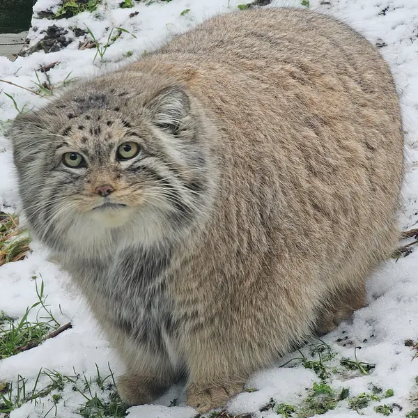 A photograph of Bohus in Budapest Zoo &amp; Botanical Garden