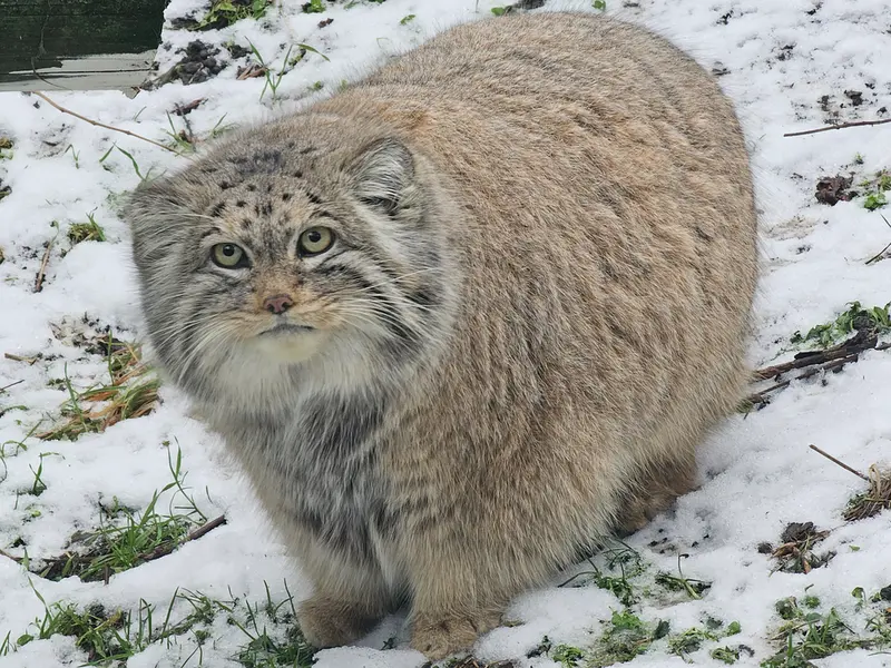 A photograph of Bohus in Budapest Zoo &amp; Botanical Garden