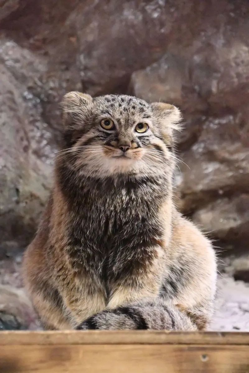 How to Identify a Manul (Question)
