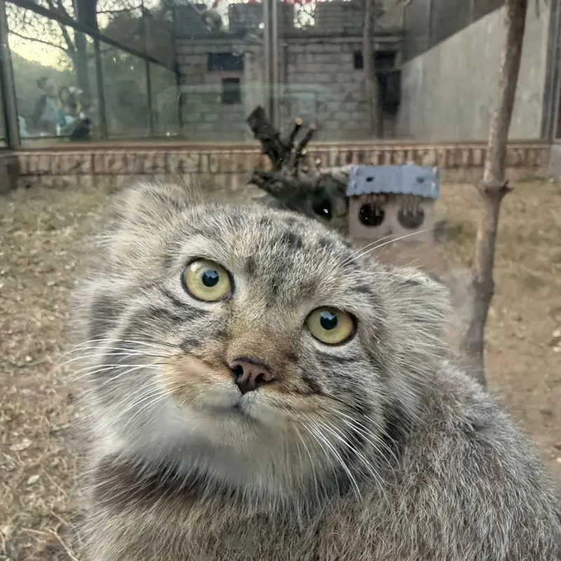 A photograph of a Pallas's cat