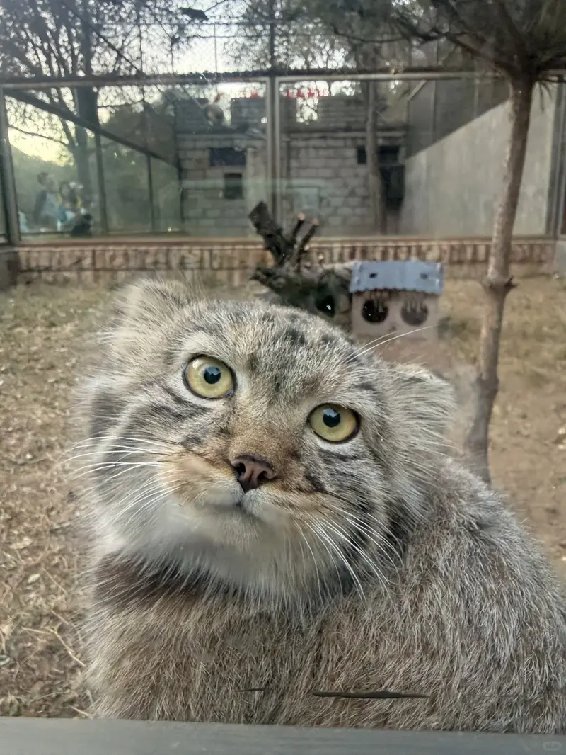 Breaking news! New Pallas's cats in China!⚡️