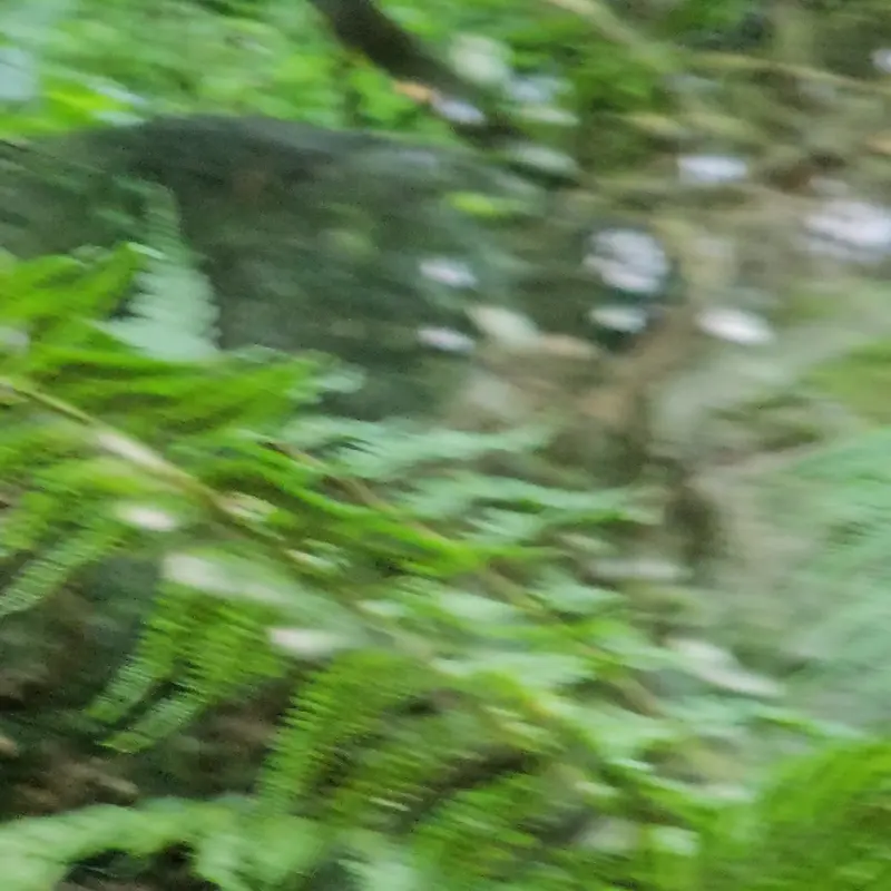 A photograph of a Pallas's cat in Parco Faunistico La Torbiera