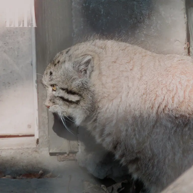 A photograph of Olaf in Calgary Zoo / Wilder Institute