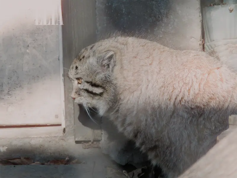 A photograph of Olaf in Calgary Zoo / Wilder Institute