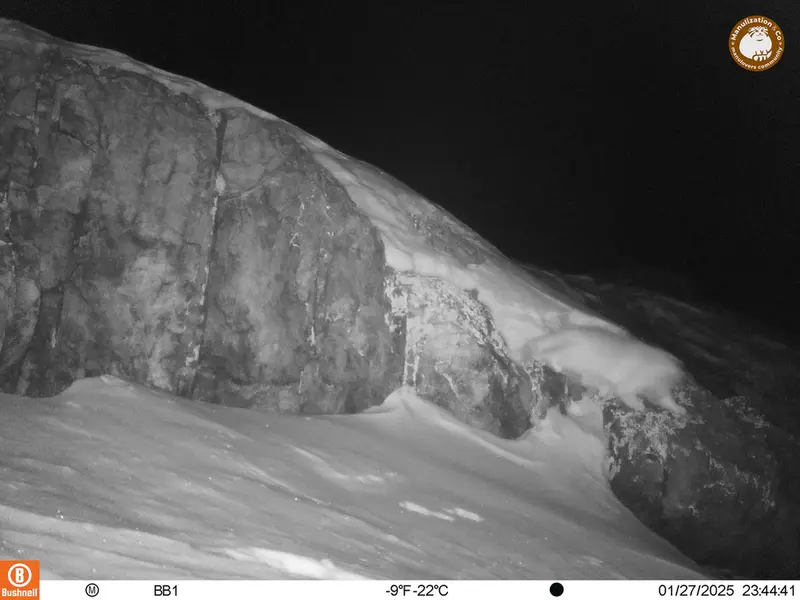 A photograph of Otocolobus manul manul from Aktas-Kunkora camera trap