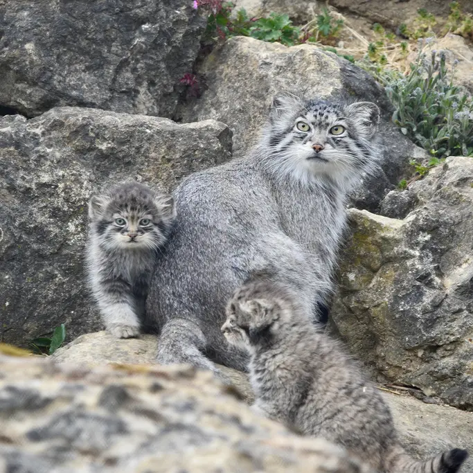 A photograph of Namuu in Port Lympne Wild Animal Park