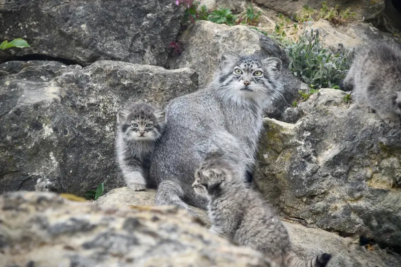 A photograph of Namuu in Port Lympne Wild Animal Park
