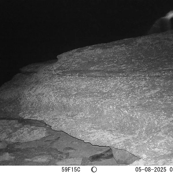 A photograph of a Pallas's cat from Bektauata 1 camera trap