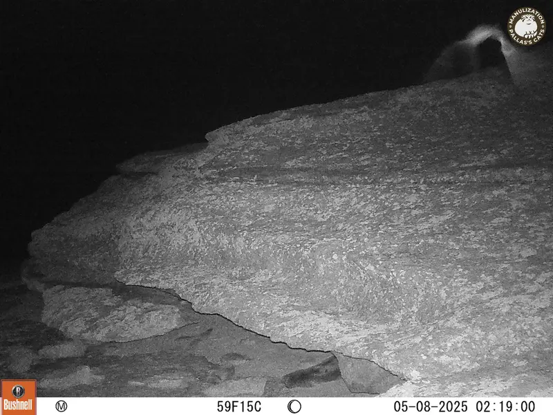 A photograph of a Pallas&#039;s cat from Bektauata 1 camera trap