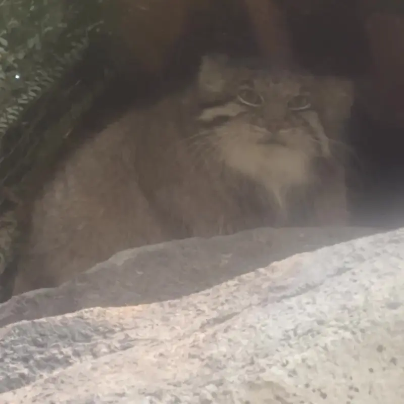 A photograph of a Pallas's cat in Kobe Animal Kingdom