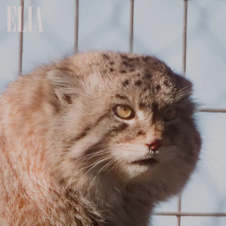 A photograph of Olaf in Calgary Zoo / Wilder Institute