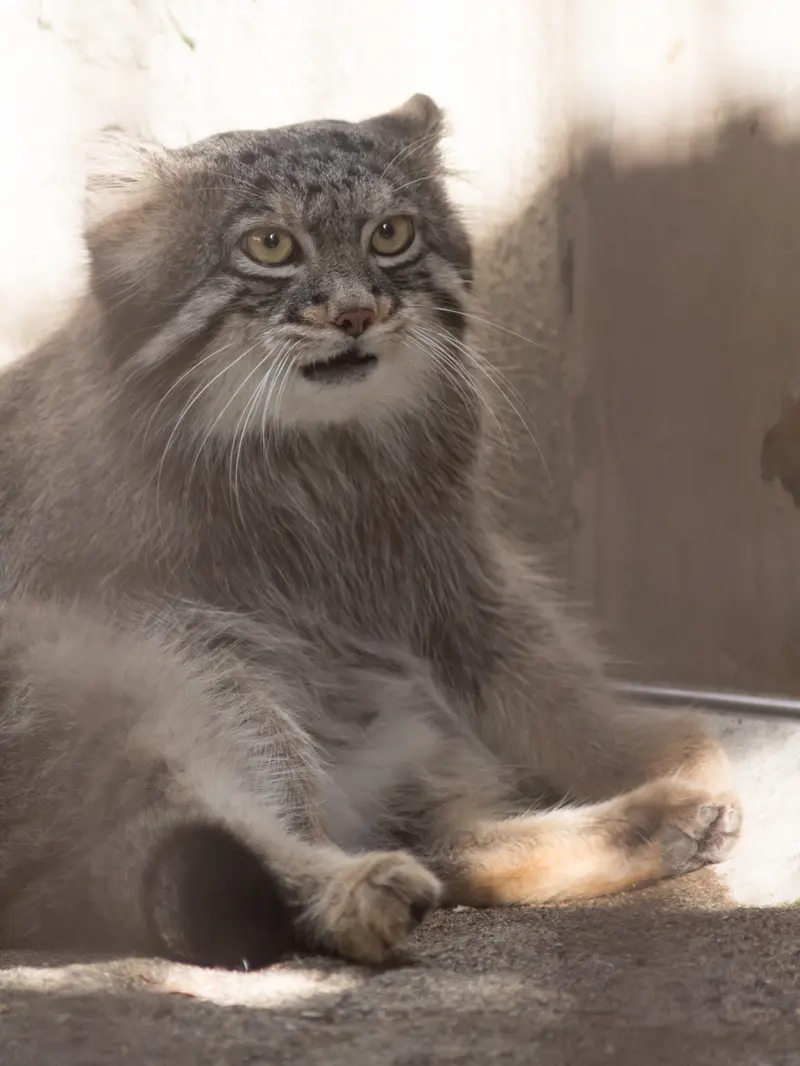 A photograph of Figa in Nogeyama Zoo