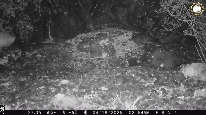 A photograph of Otocolobus manul manul from Egizkara [new] camera trap