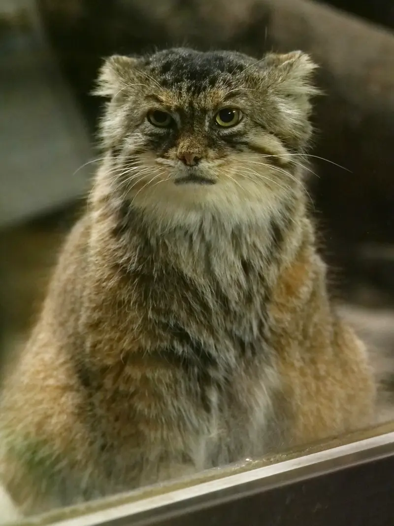 A photograph of Primula in Ueno Zoological Gardens