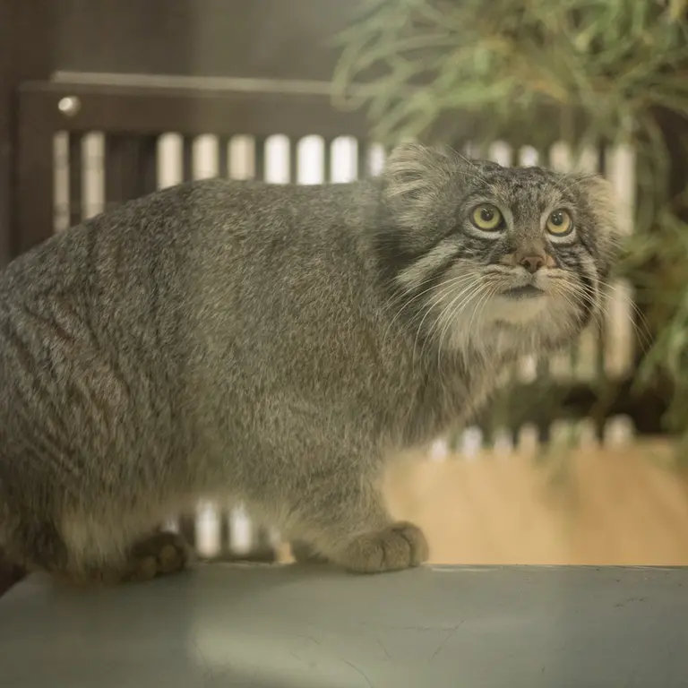 A photograph of Figa in Nogeyama Zoo