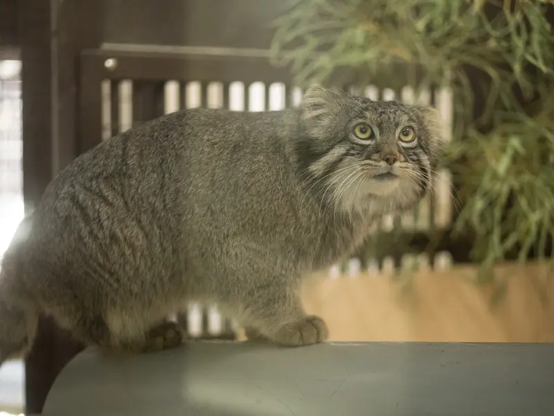 A photograph of Figa in Nogeyama Zoo