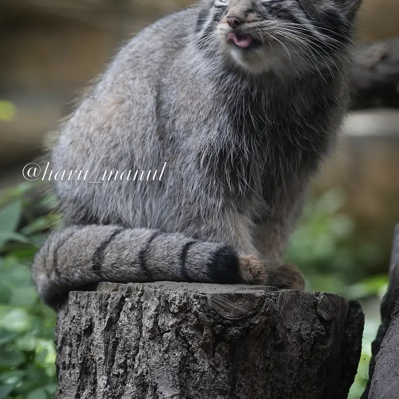 A photograph of Nagomu in Nasu Animal Kingdom