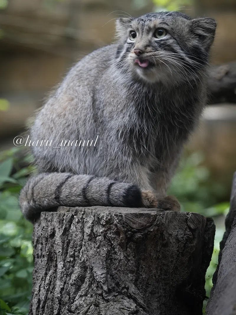 A photograph of Nagomu in Nasu Animal Kingdom