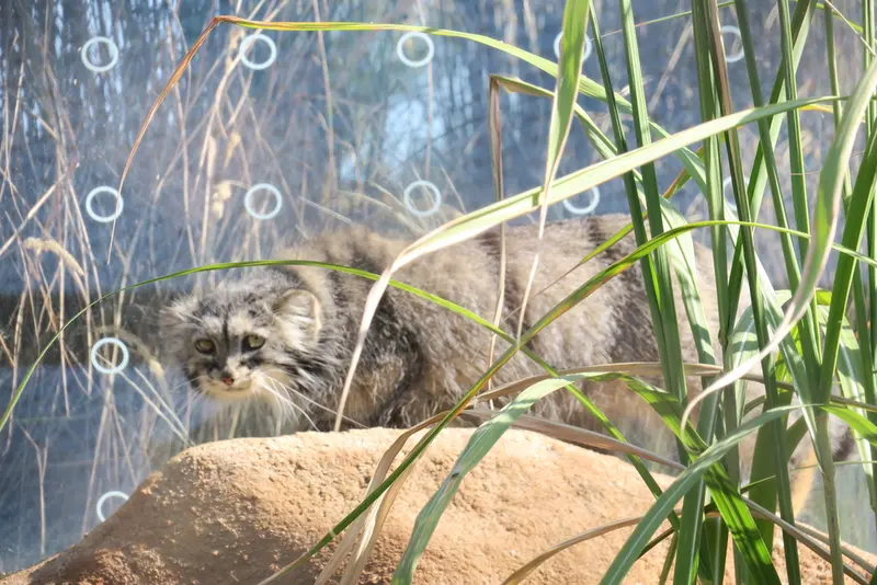 A photograph of Prinsessa in Prague Zoo