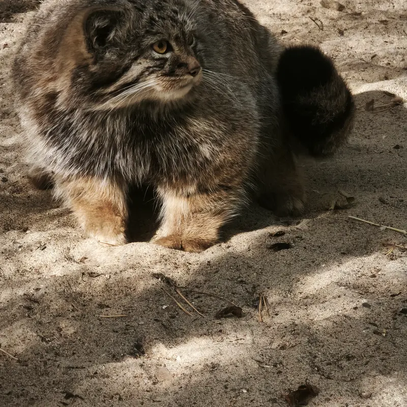 A photograph of Son of Adele b.2026 Ⅲ in Novosibirsk Zoo