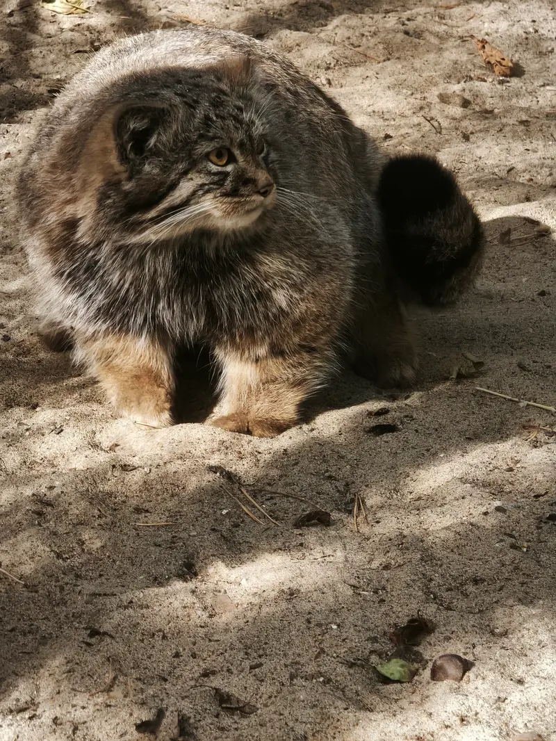 A photograph of Son of Adele b.2026 Ⅲ in Novosibirsk Zoo