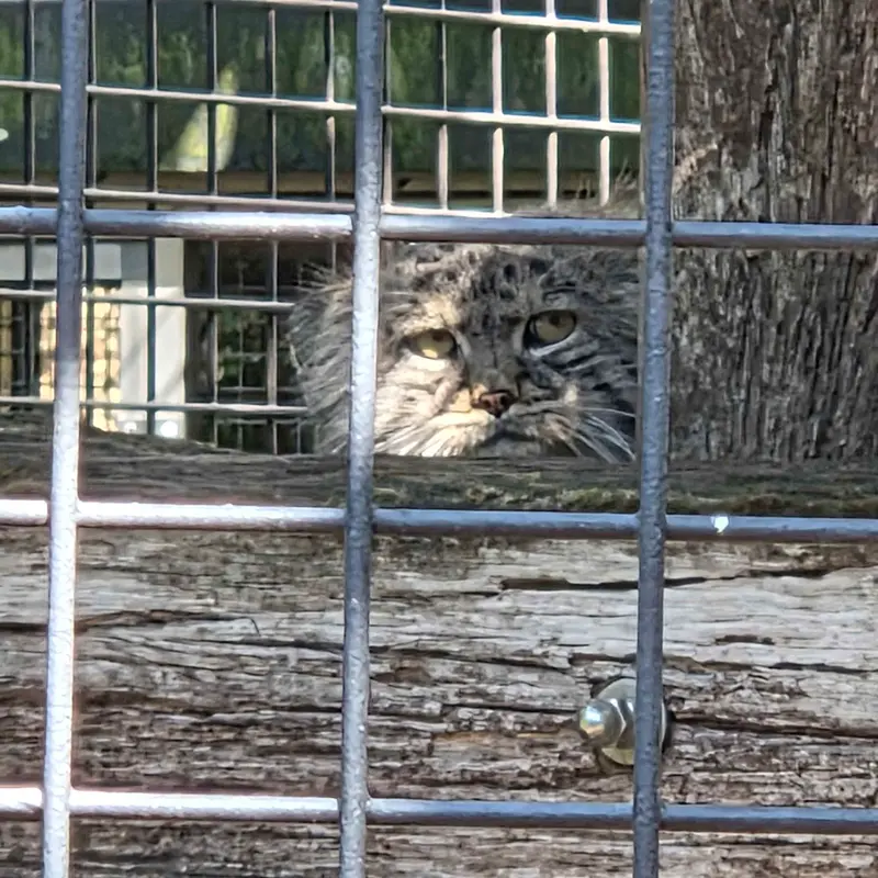 A photograph of Aldan in Zie-Zoo
