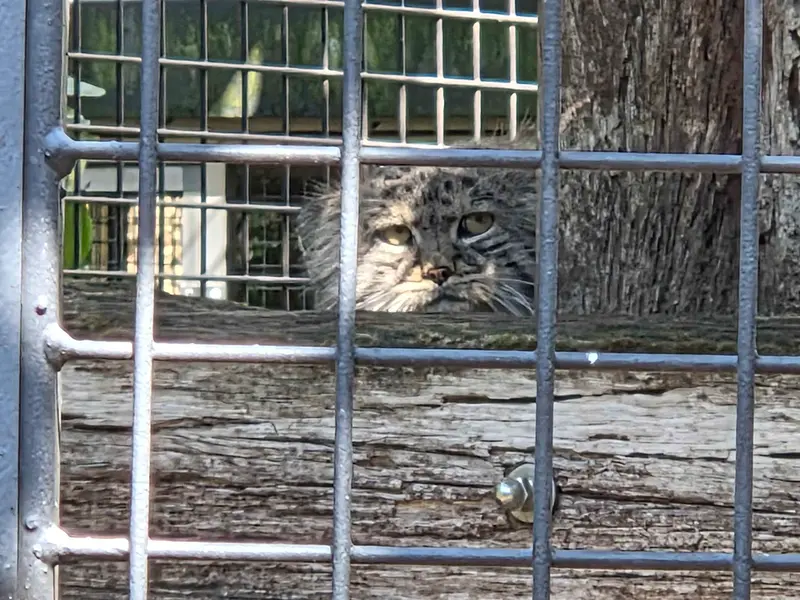 A photograph of Aldan in Zie-Zoo