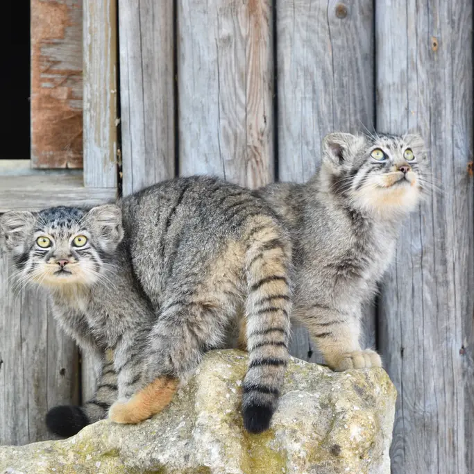A photograph of a Pallas's cat in Port Lympne Wild Animal Park