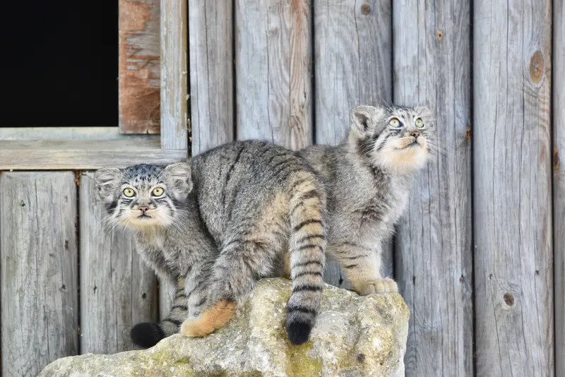A photograph of a Pallas's cat in Port Lympne Wild Animal Park